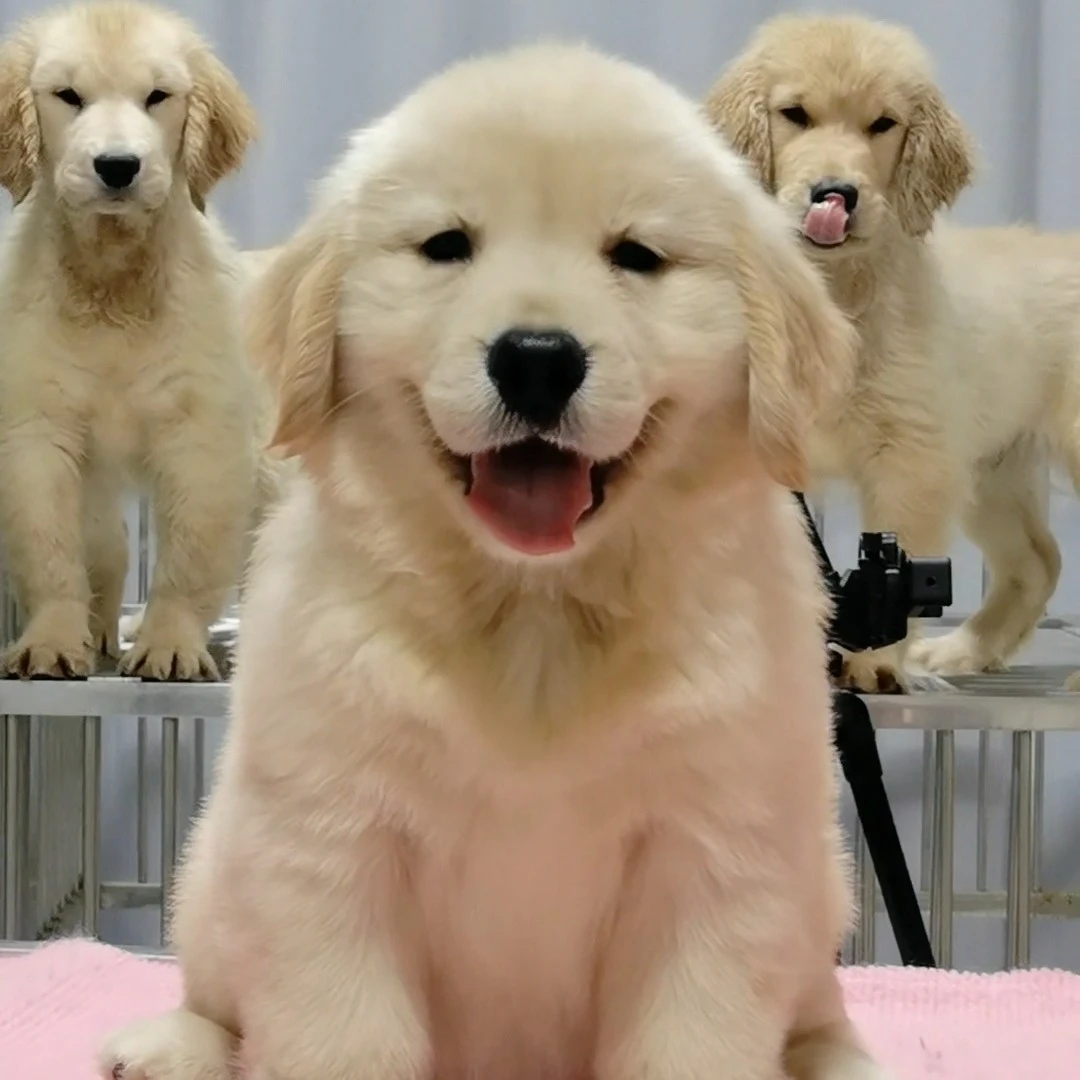 （欣宠犬舍）双血统金毛幼犬专拍