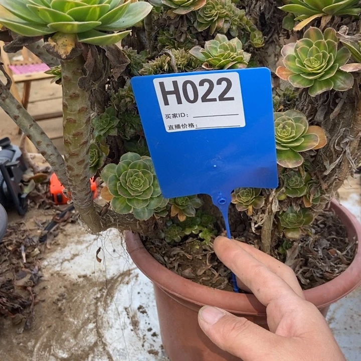 诗****022碧罗春老桩老桩