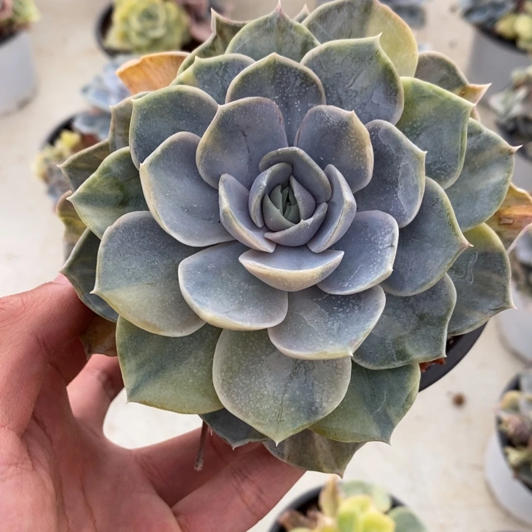 蓝色惊喜多肉植物6278