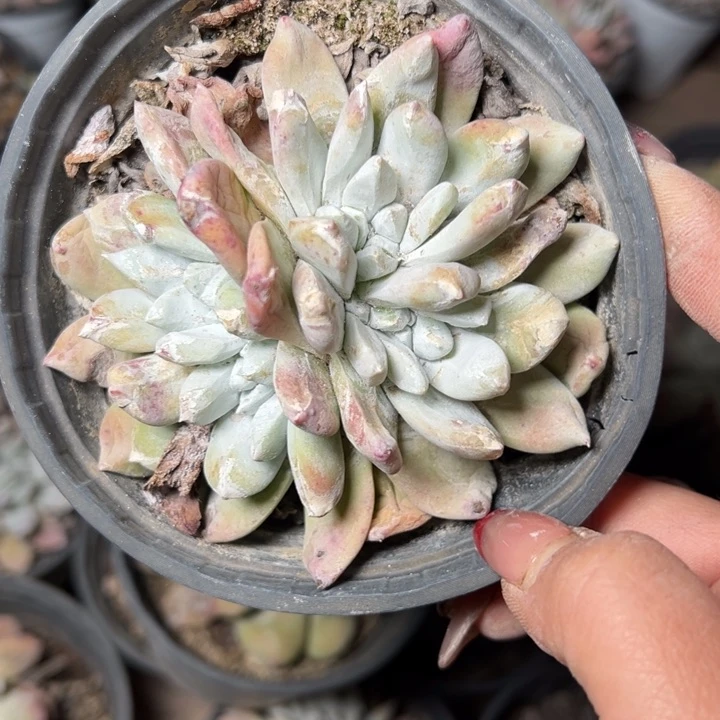 620牡丹哈哈哈哈哈哈