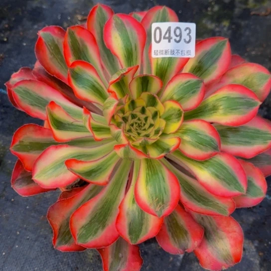 0493爱丽丝，寄往，葡萄