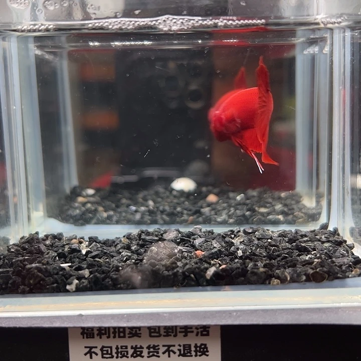 斗鱼一单包邮14日6