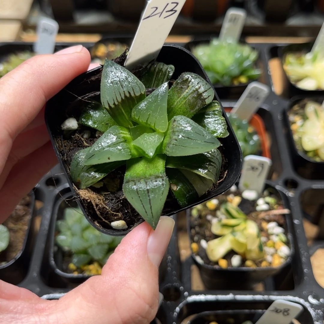 213红纹寿锦一物一拍