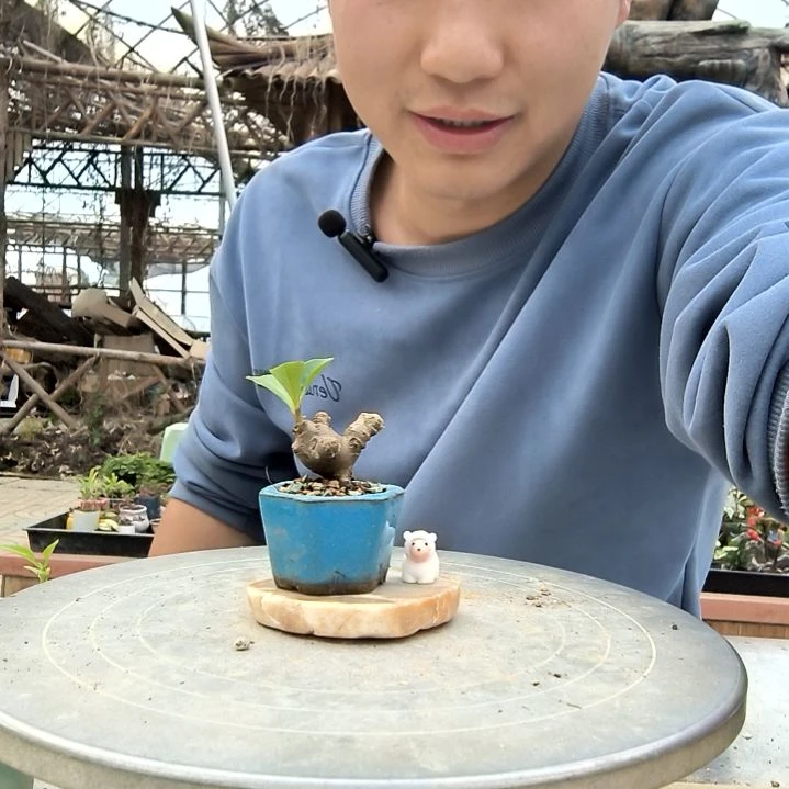 企***～小盆景小植物一物一拍194