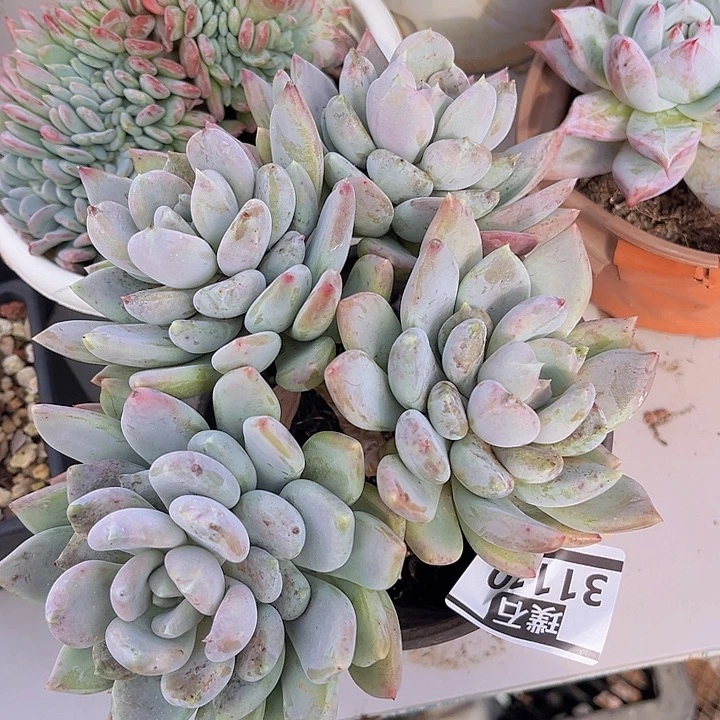 胖美人31110多肉植物