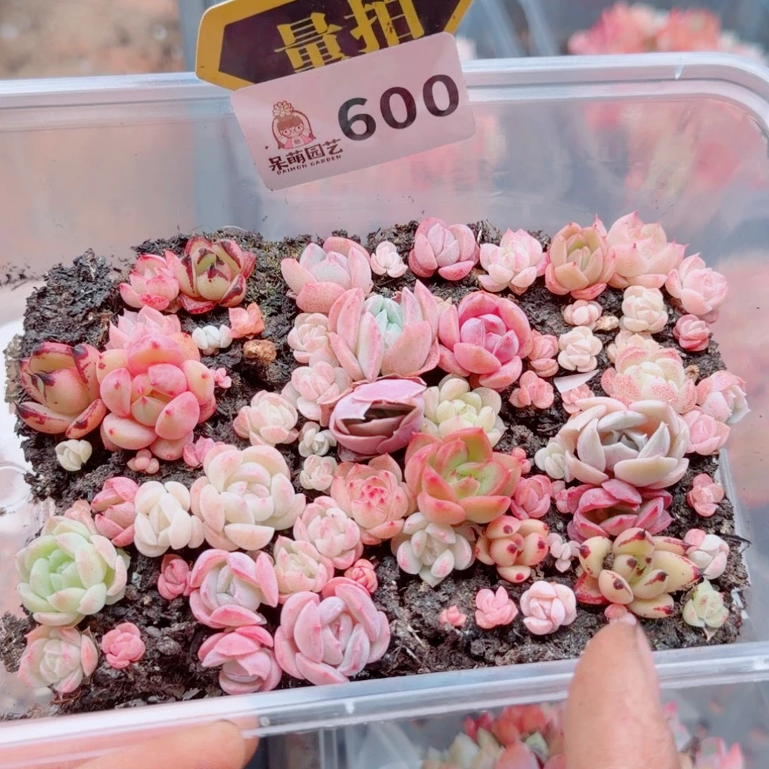 多肉植物多肉植物