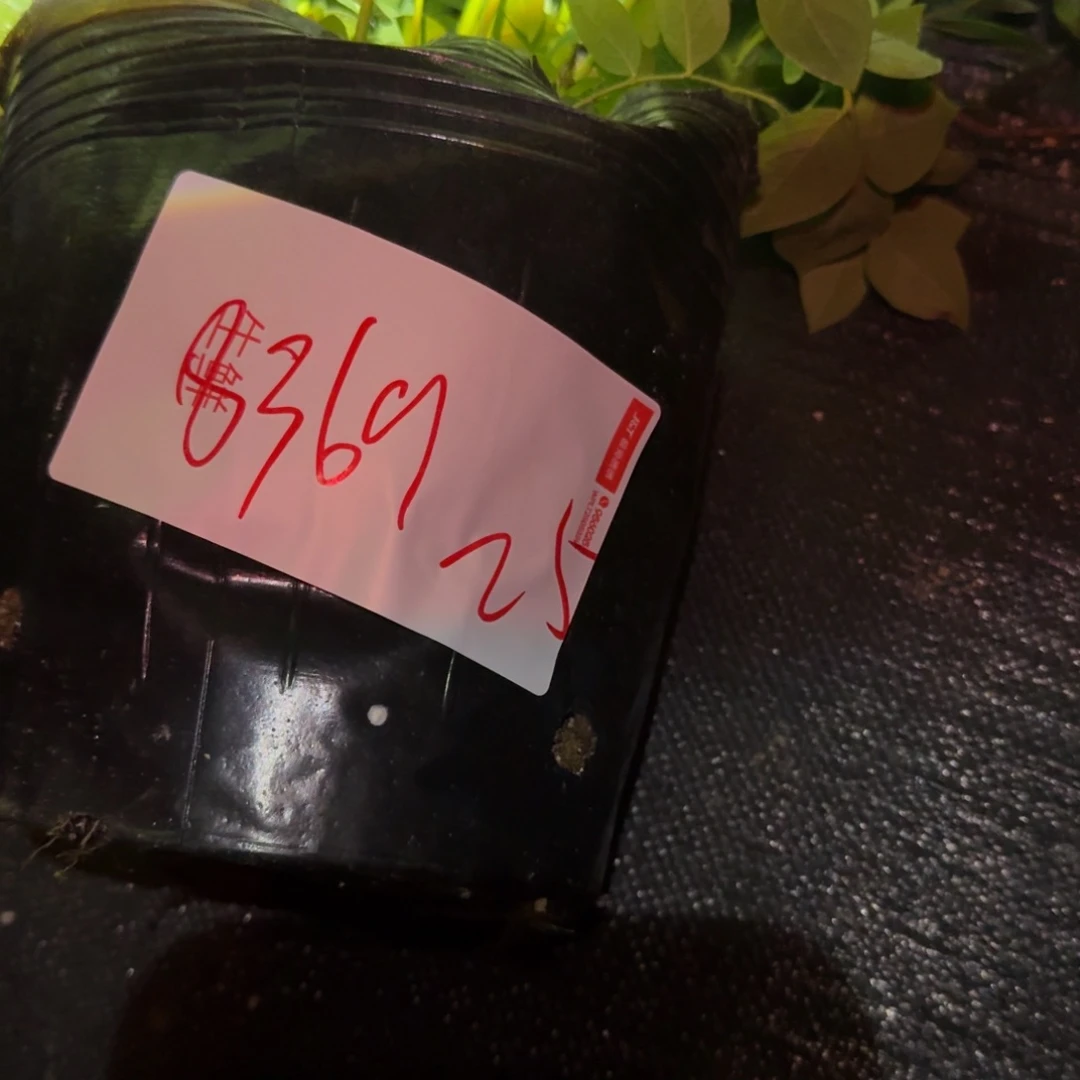 *****大钵25一物一拍8369