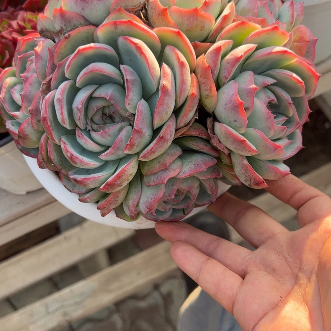 大群生侧影多肉植物精品