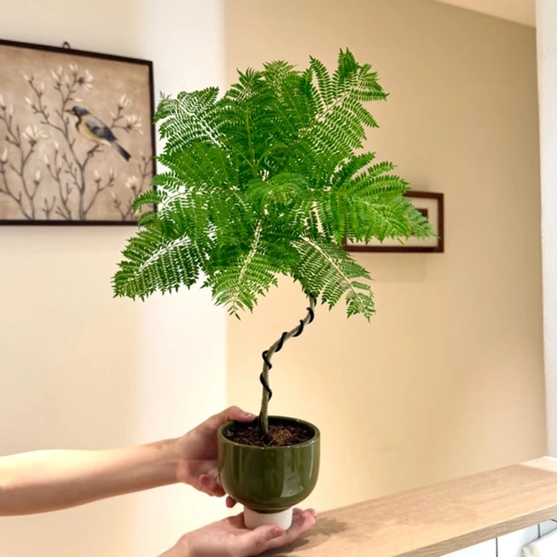 蓝花楹树苗办公室绿植室内盆栽桌面好养客厅小众的电视柜旁边绿植