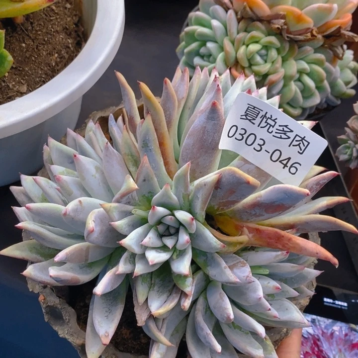 夏悦多肉0303-46布兰迪