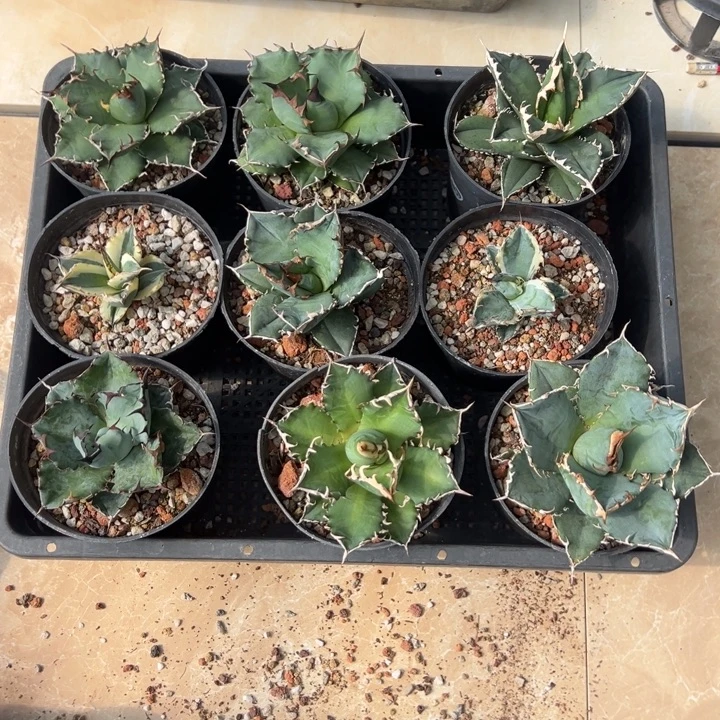 新手福利套餐9个一组