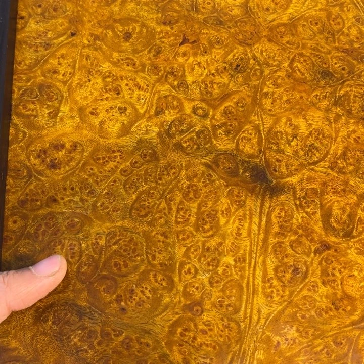 木黄金樟留疤超大托盘