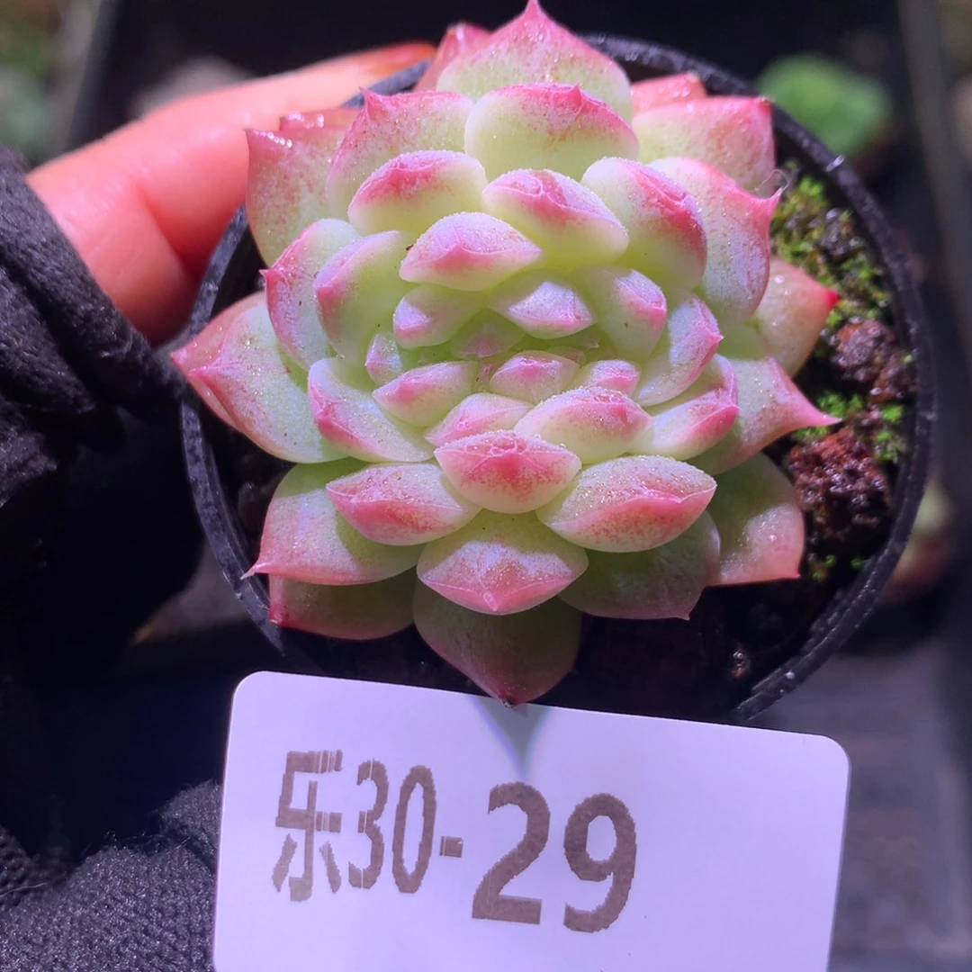 乐然30-29 新品双心