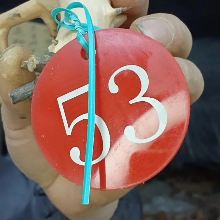 稳定木无*贵州檬子木   铁马鞭   根艺  半成品