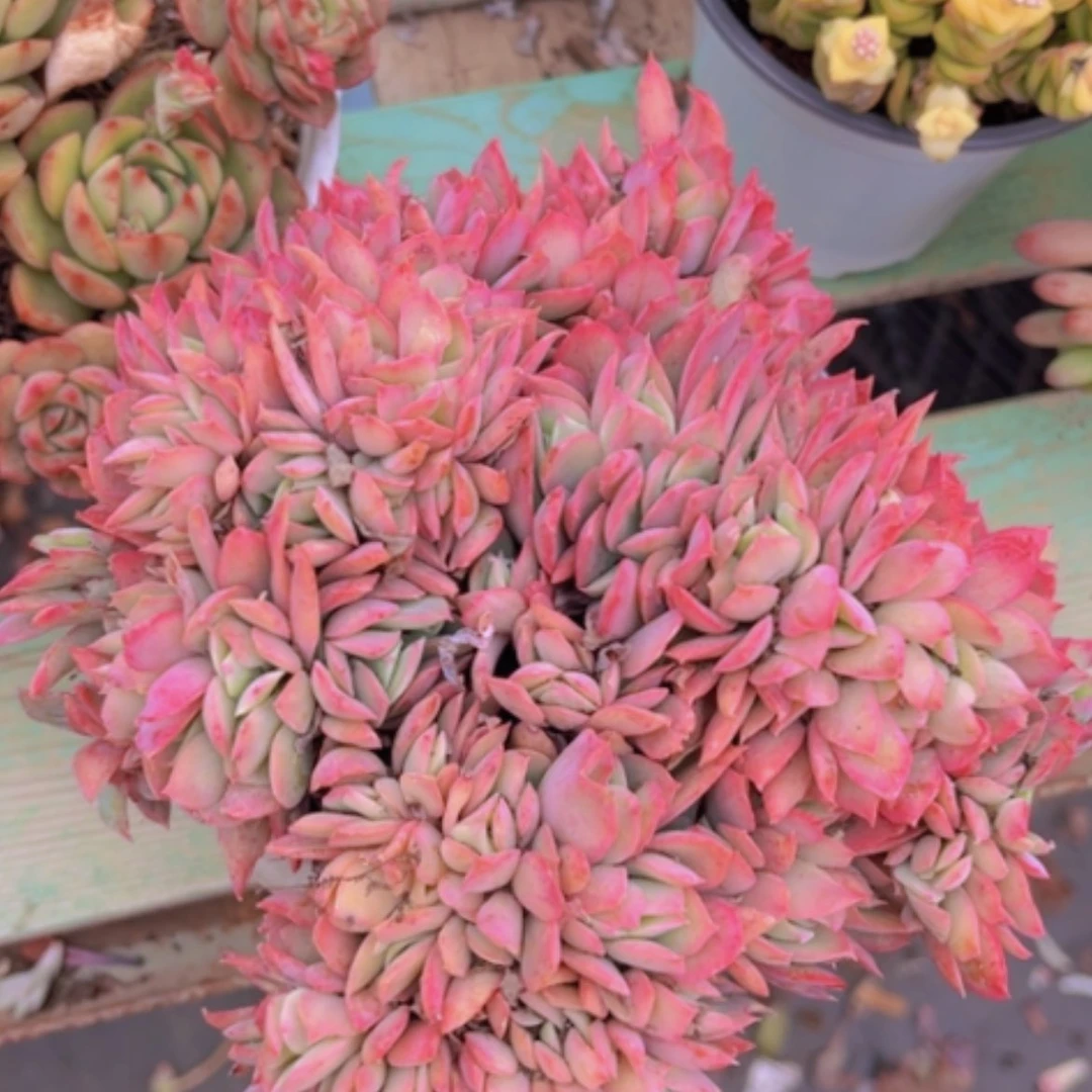 【闪购商品】绮罗缀0389