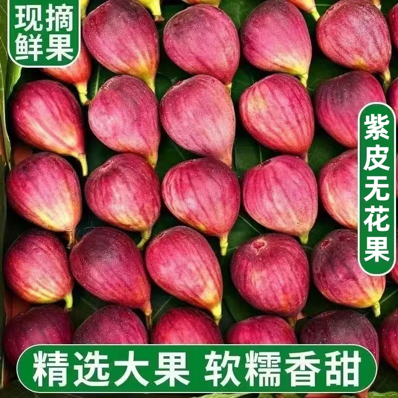 【顺丰鲜果】新鲜无花果紫皮现摘红皮无花果水果应季孕妇9-2S1