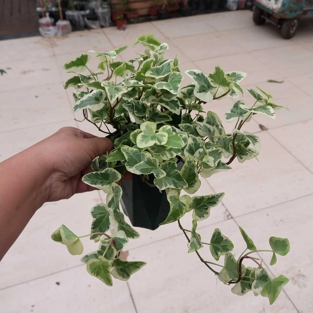 雪莹常春藤绿植室内盆栽网红风净化空气耐阴观叶爬藤植物