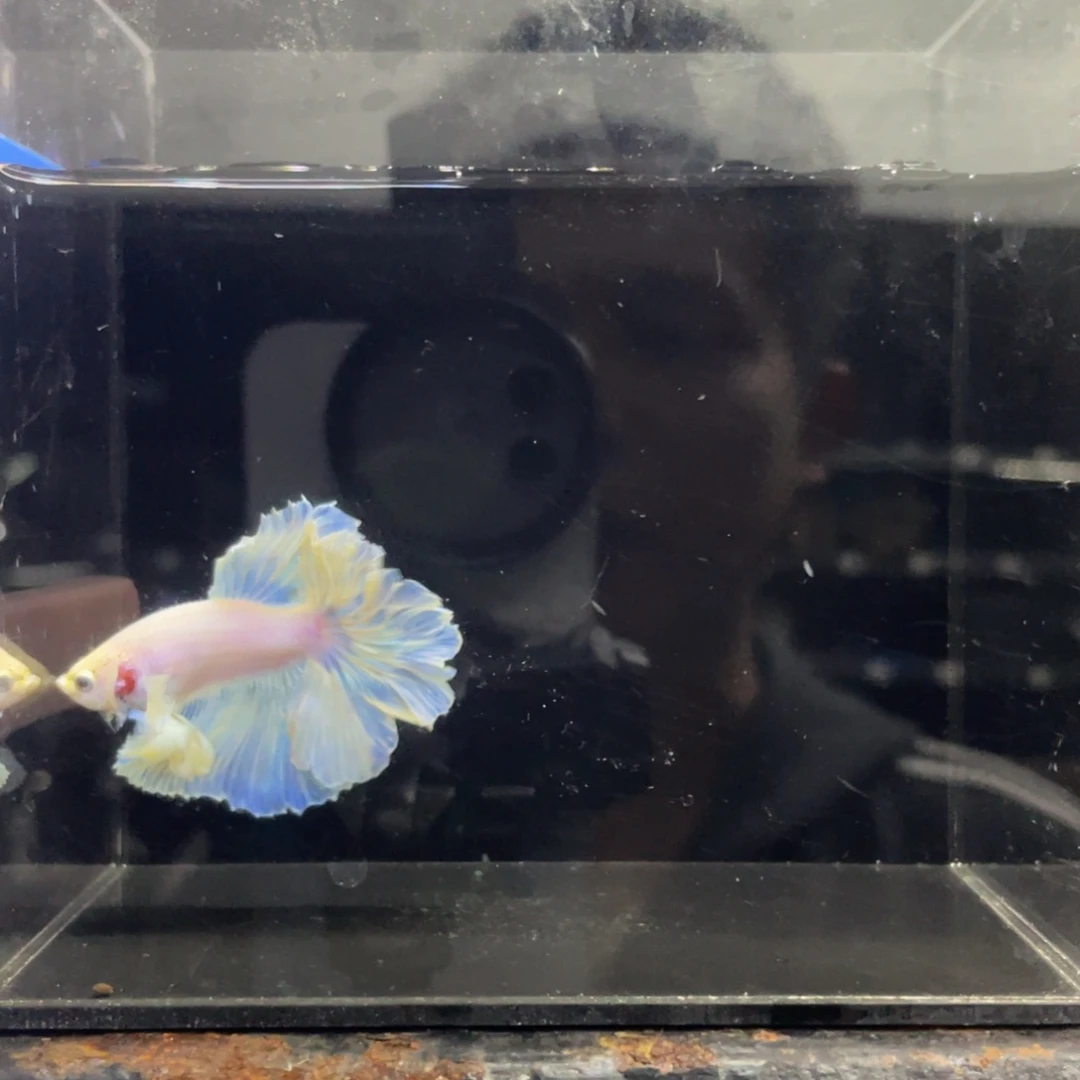 斗鱼Hahshshshsh 455