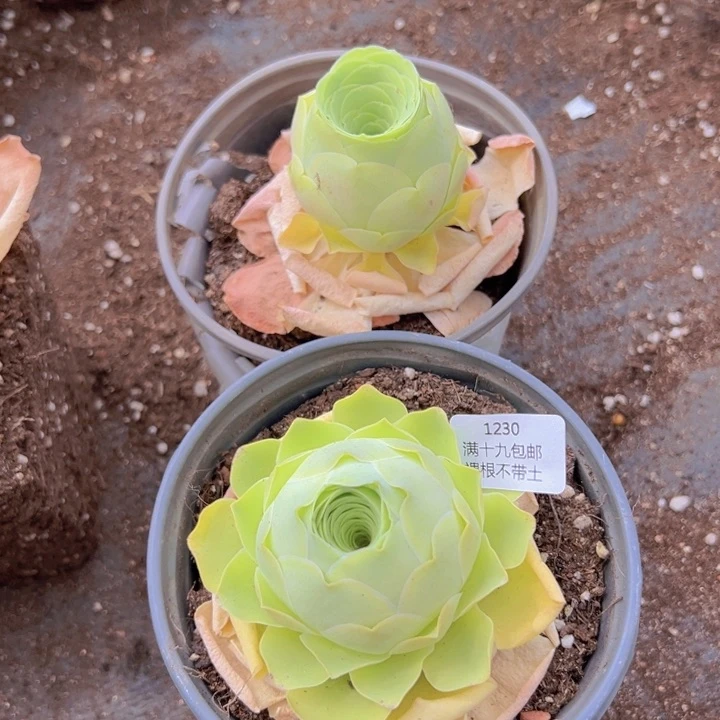 1230 裸根不带土福利