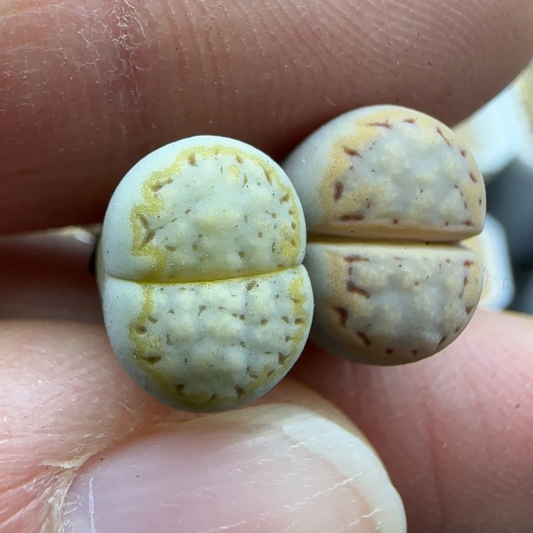 857 福利一组饼干清框福利30包邮