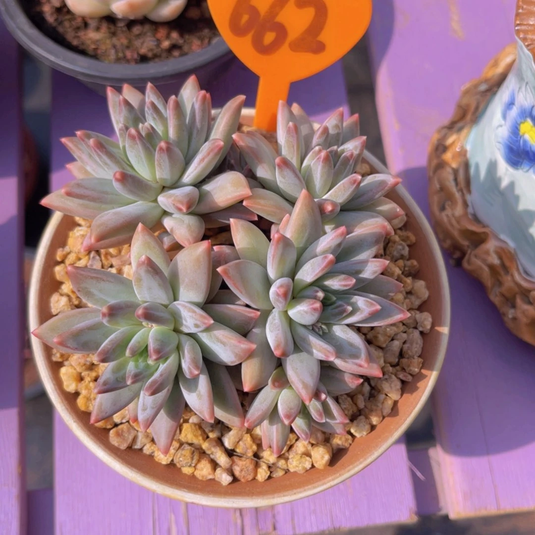 安*662号多肉植物一物一拍