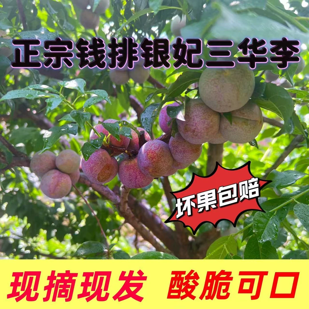 正宗信宜钱排银妃三华李新鲜孕妇酸脆甜红心李子应季水果当季高山