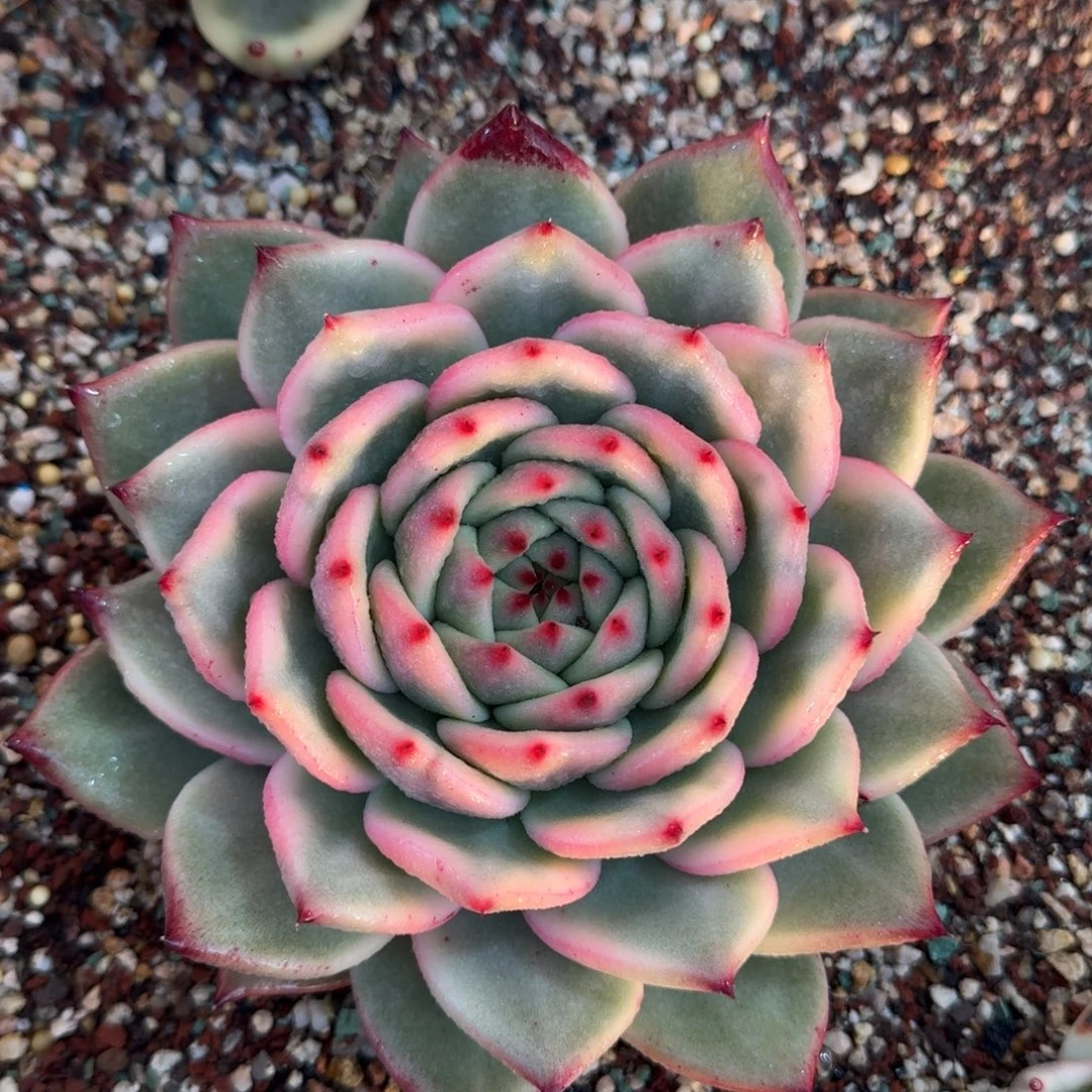 从前慢多肉精选编号0102.11111