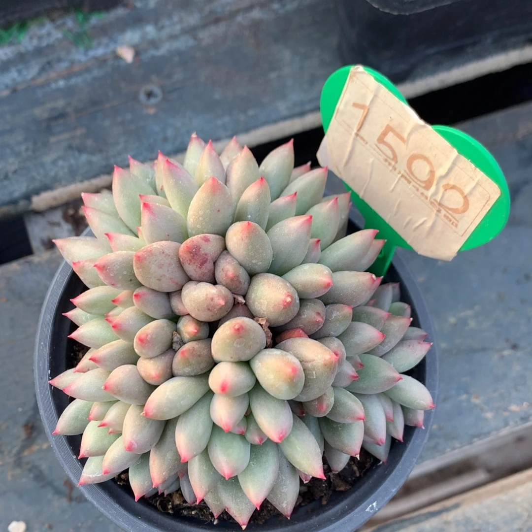 黄体岩字无砍9头1592