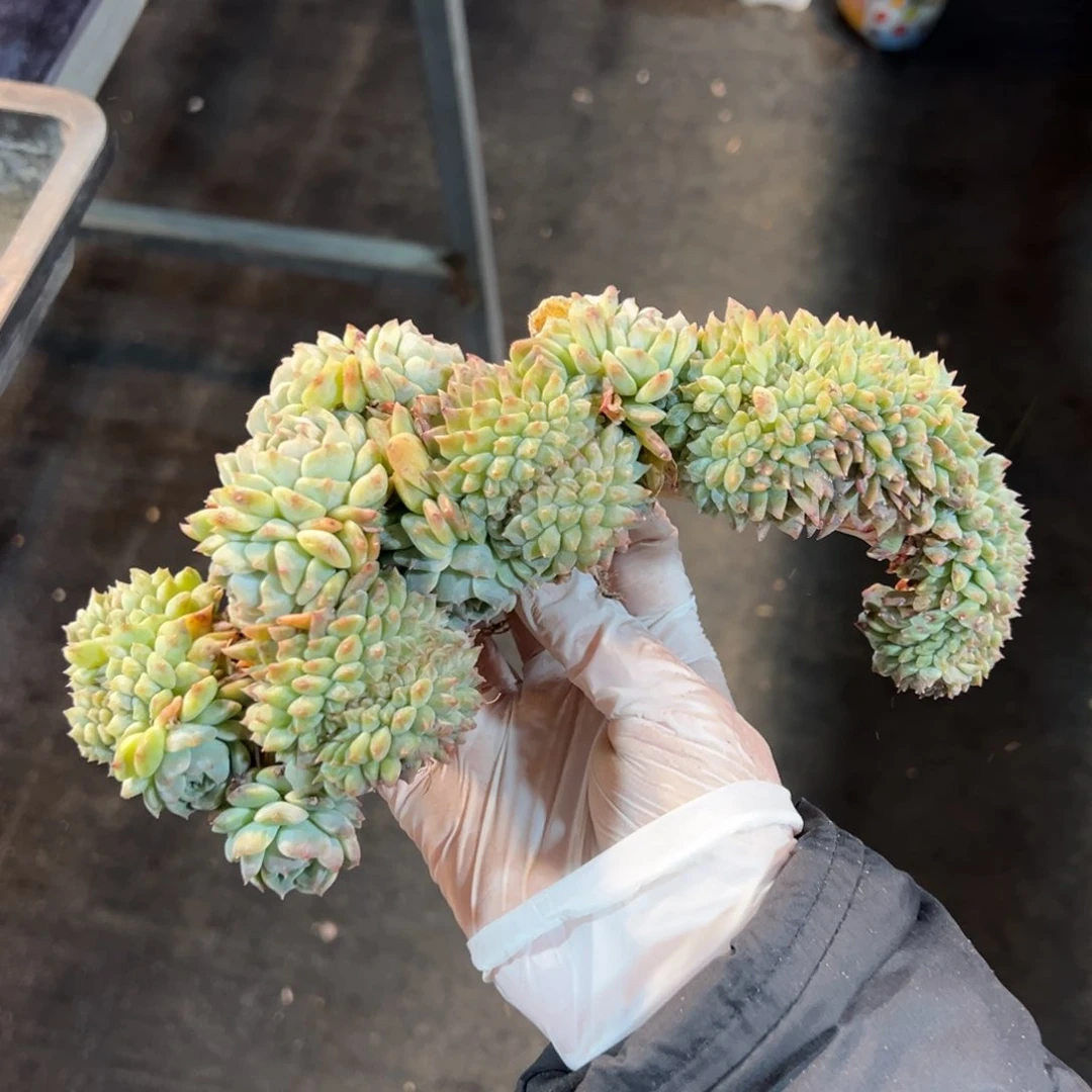 新年快乐 新年快乐 新年快乐