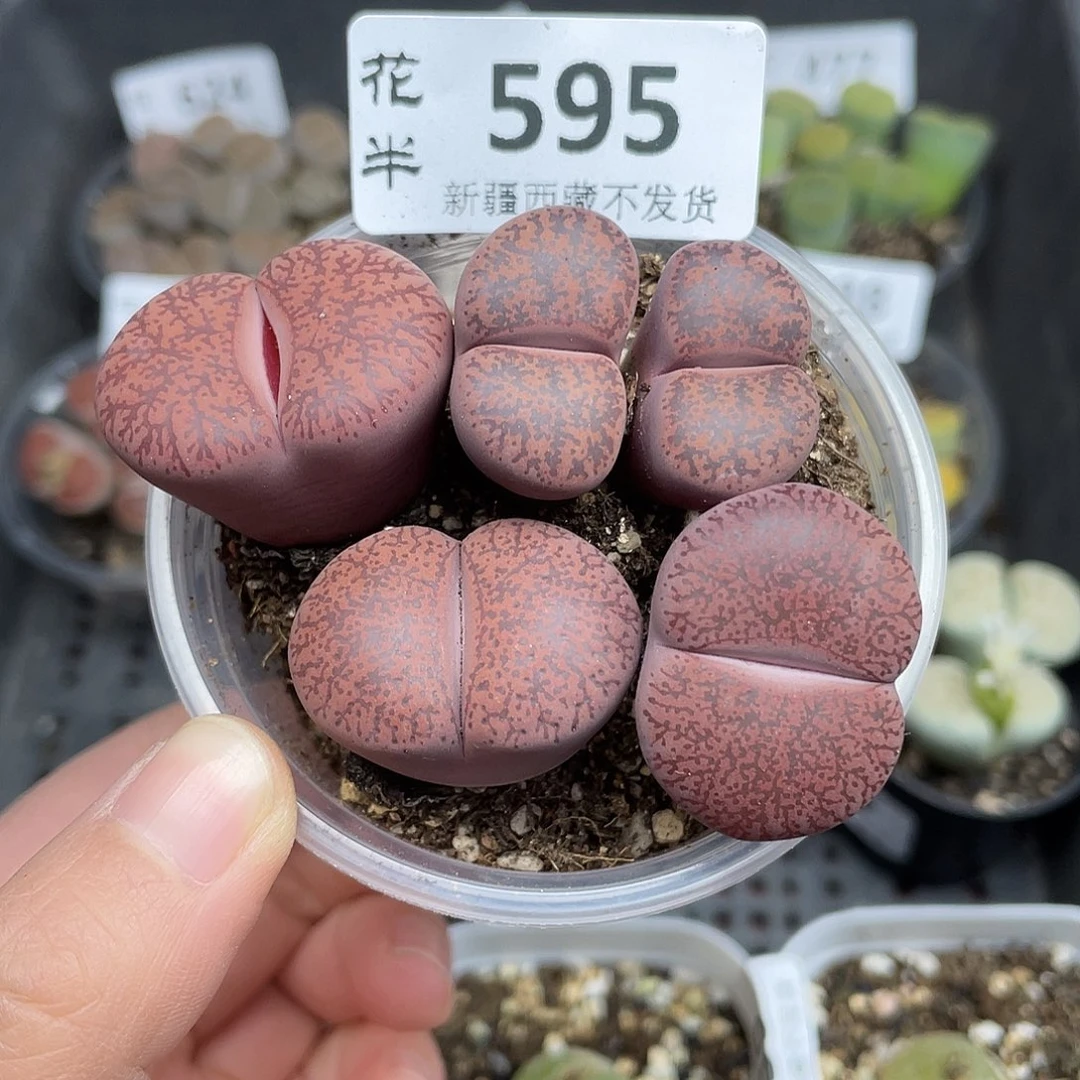 595000000花花花花花花
