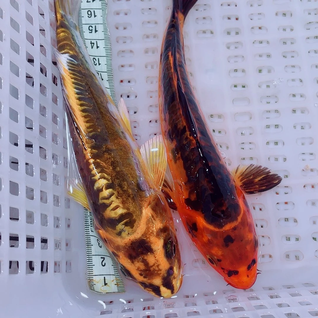 锦鲤7 包邮冷水观赏鱼