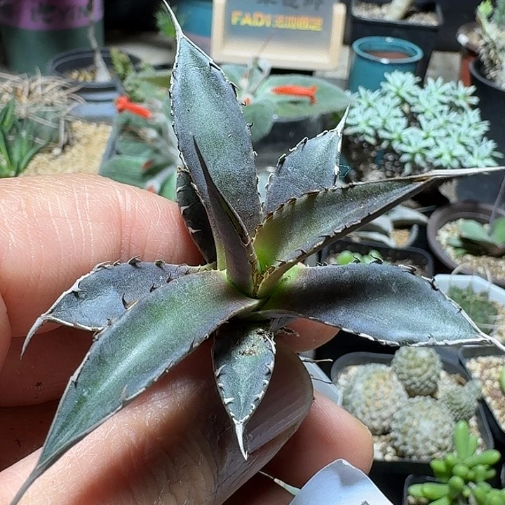 782强刺霍利达脱土发货一个随机