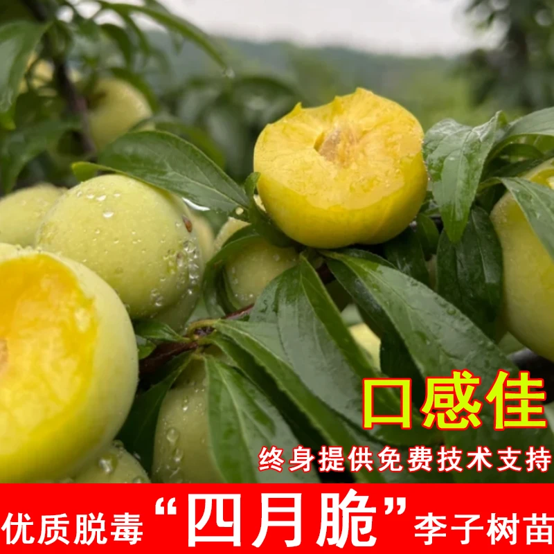 2年苗2棵】嫁接四月脆李子树苗早熟脱骨青脆李子苗 南北方盆栽地栽