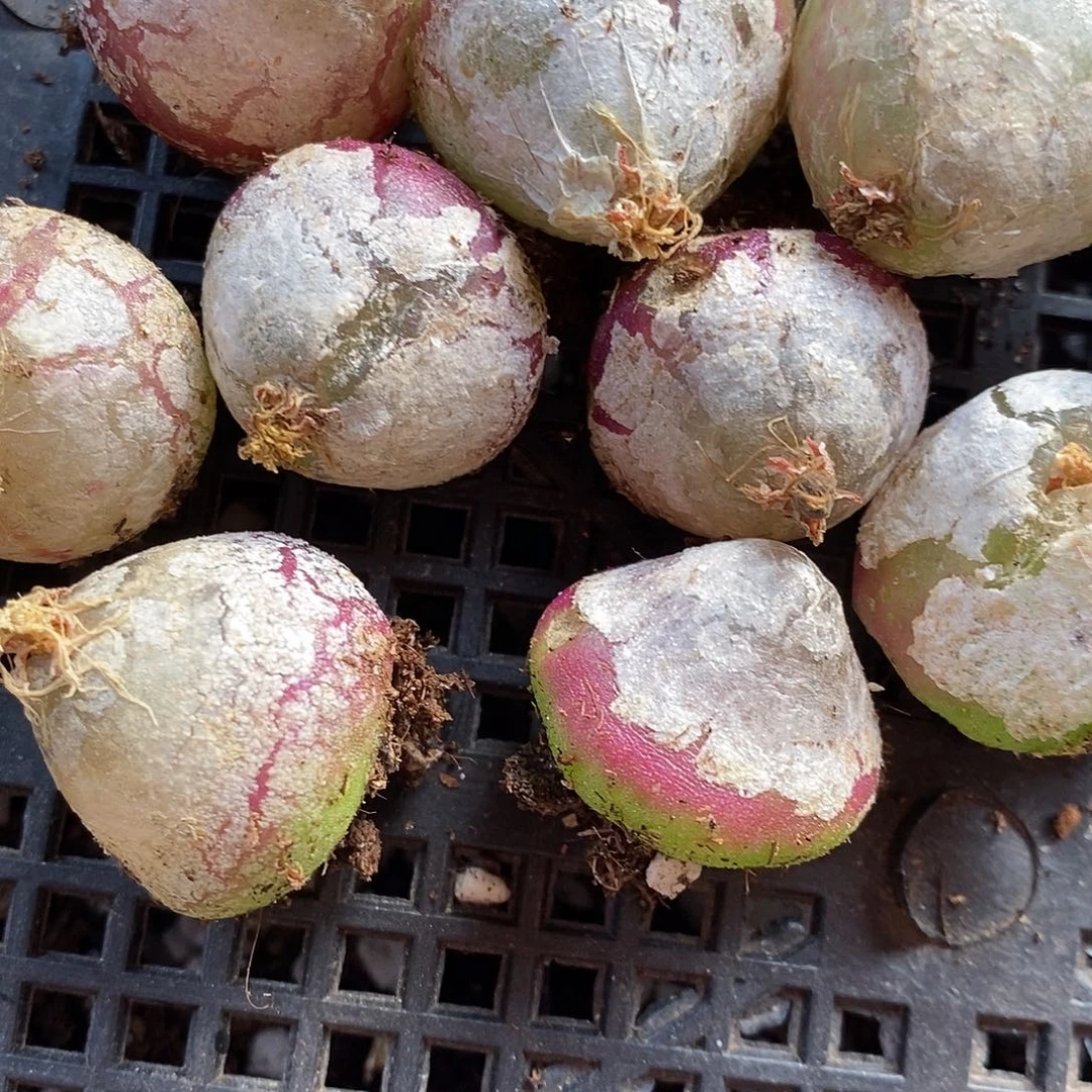 2420母本灯泡有瑕疵10颗。