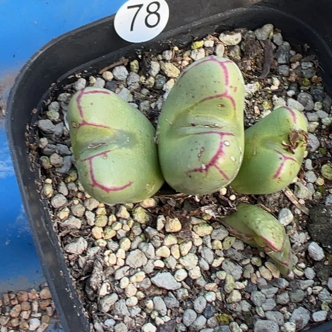 多肉植物11111111111111111