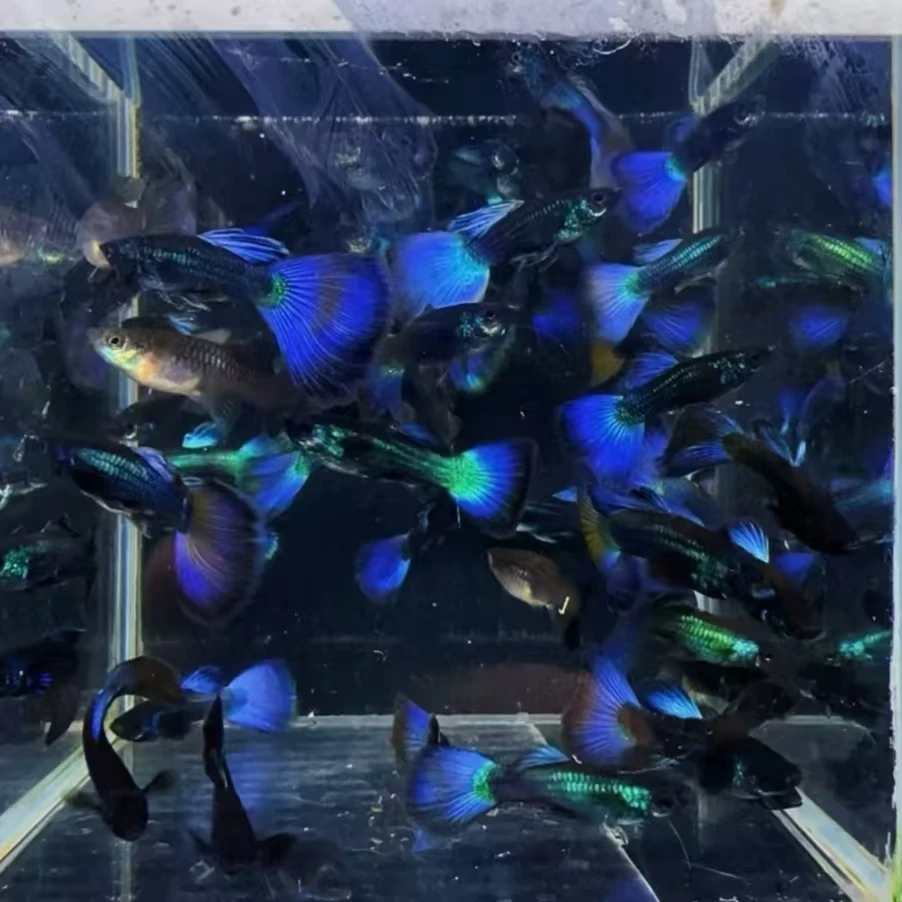 蓝魔鬼孔雀鱼莫斯科冰蓝凤尾精品小型热带观赏鱼搭配黑色背景