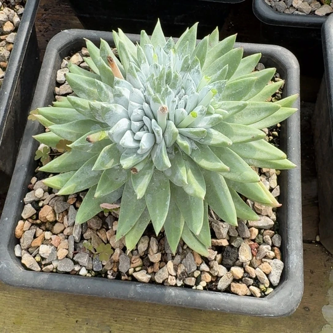 夏***天20251027-02飞哥专属精品白雪