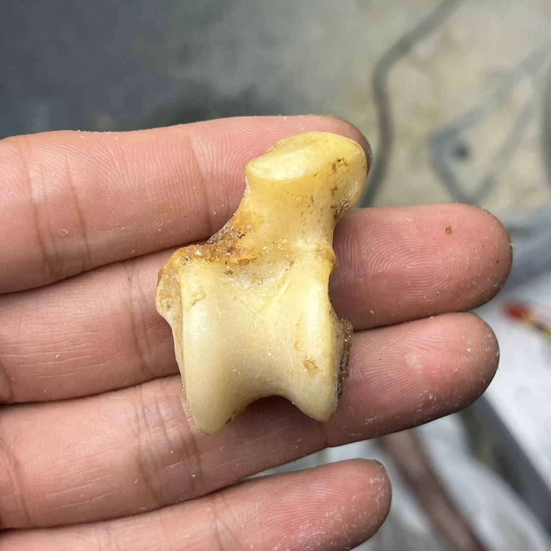 专拍链接《鹅料髀石》保真