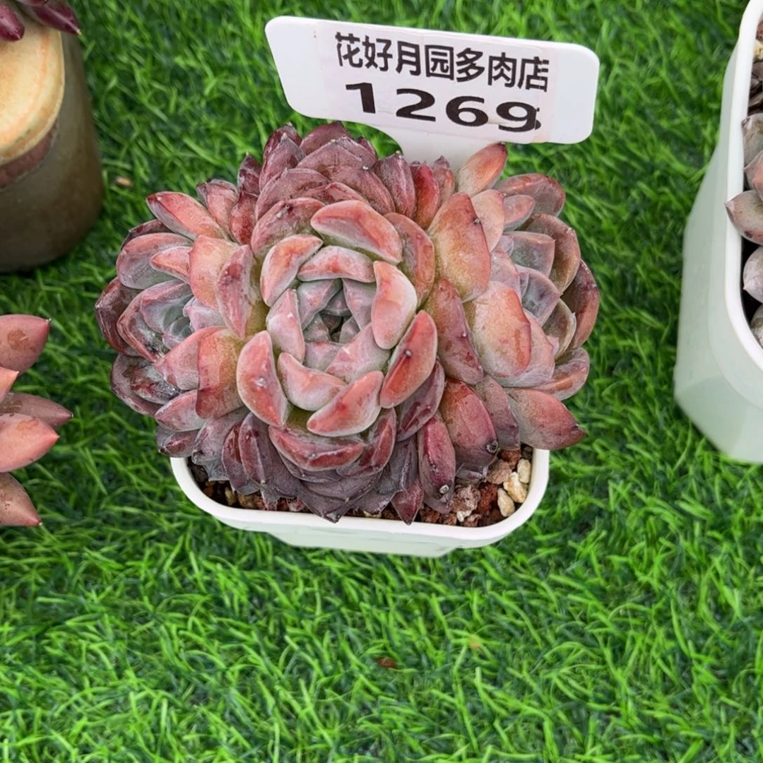清***秋多肉植物1269………！nnn