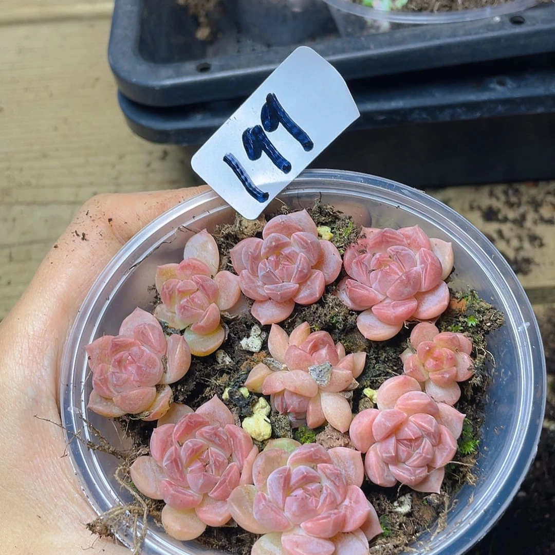 多肉植物多肉植物199