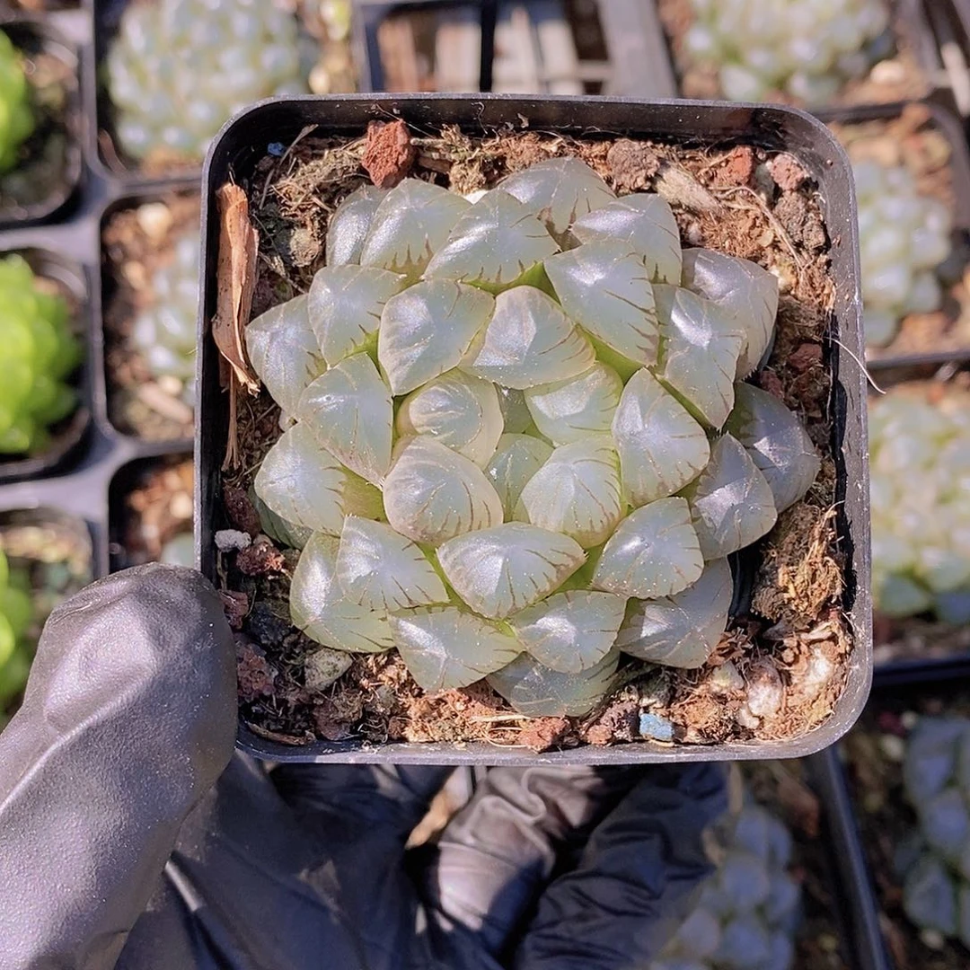 W- 冰灯（玉露）单头一颗 量拍