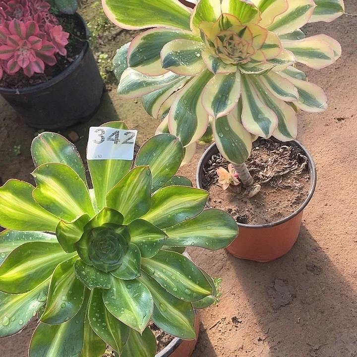 多头法师多头法师342