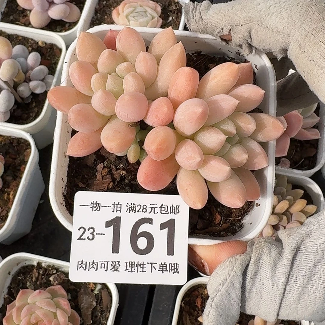 星空美人无盆土发货无