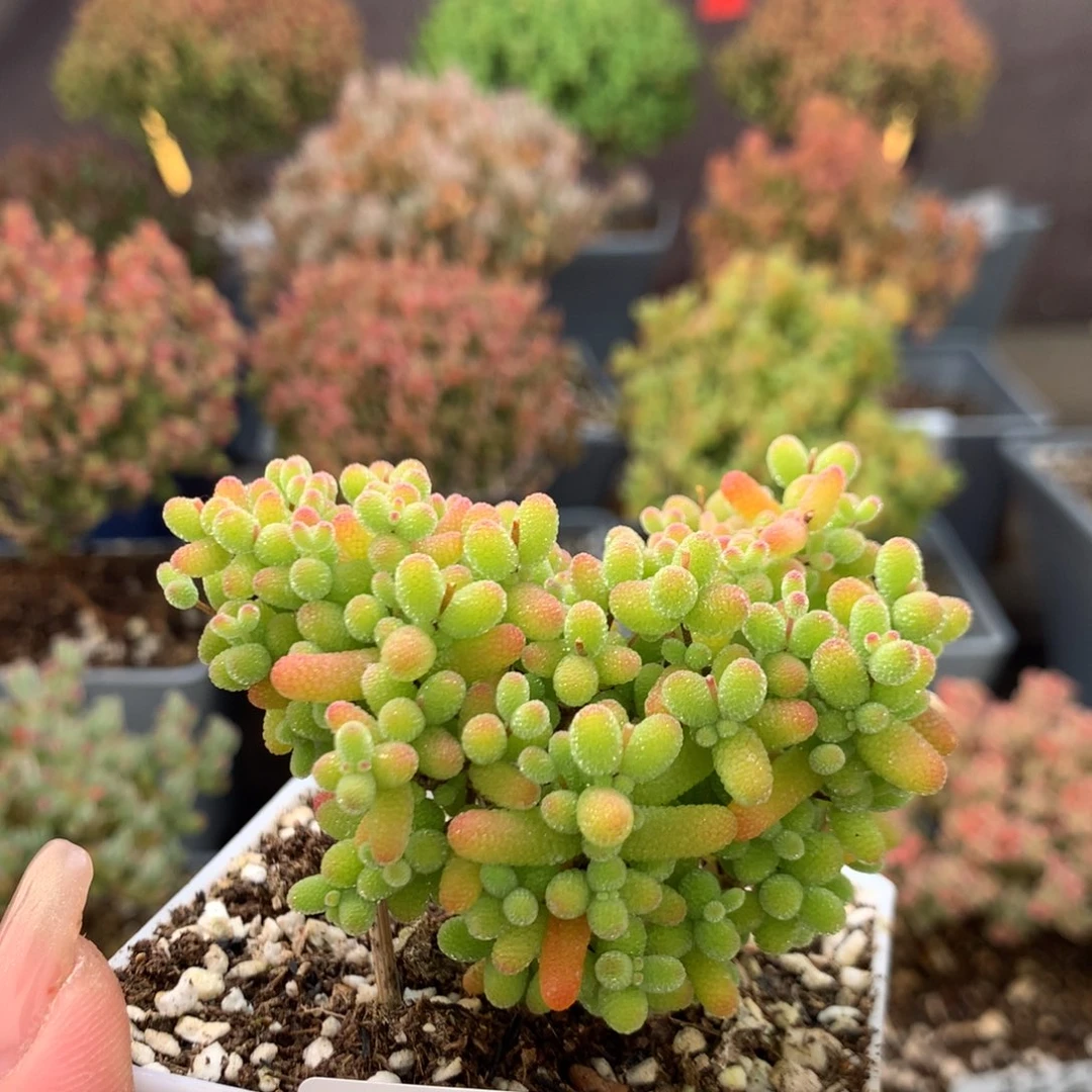 c571金桔糖球枝干番杏