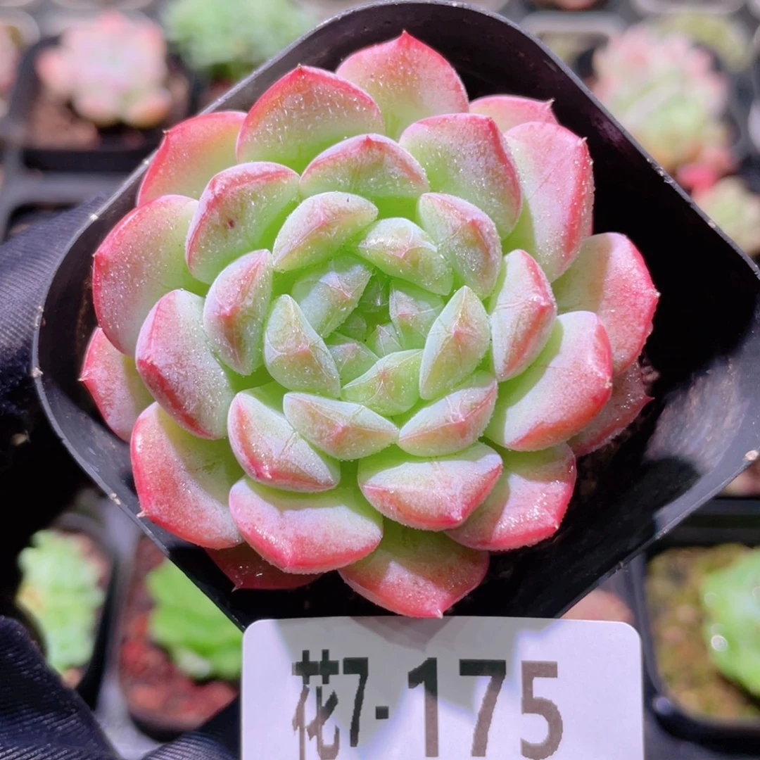 花利美7-175白桃汽水