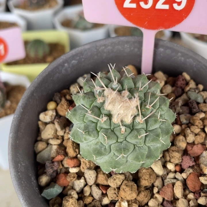 实生菊水一一棵2529