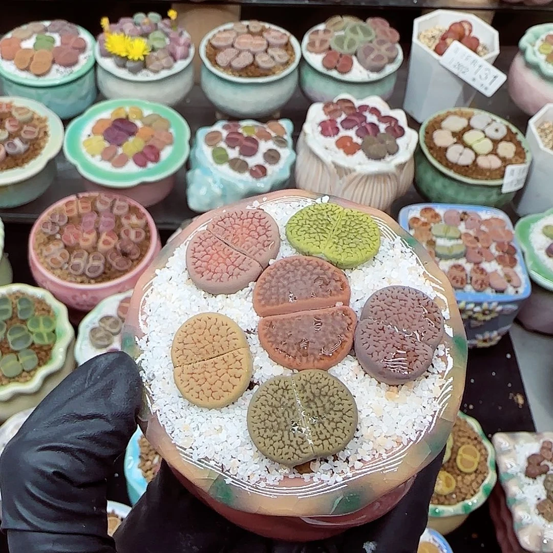 生石花满18包邮1202-161