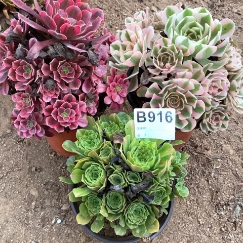 916三颗法师多肉植物