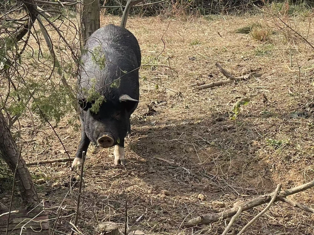 （前腿肉散称）湖南高山放养农家黑土猪新鲜猪肉4斤起京东冷链包邮