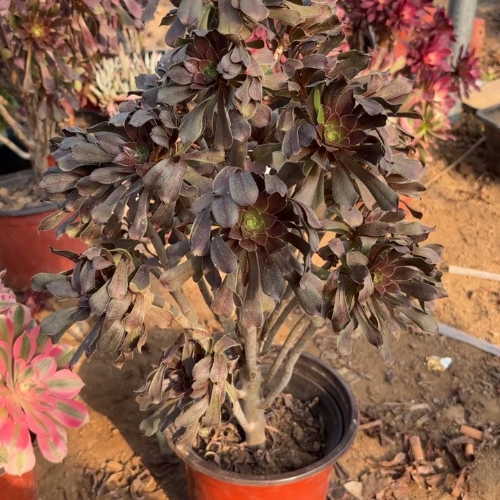 多肉植物法师灰法34